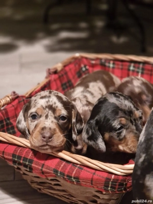 Catei Teckel Arlechin Arlequin      Pui de căței disponibili pentru rezervare  - imagine 3