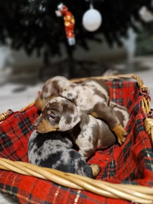 Catei Teckel Arlechin Arlequin      Pui de căței disponibili pentru rezervare  - imagine 4