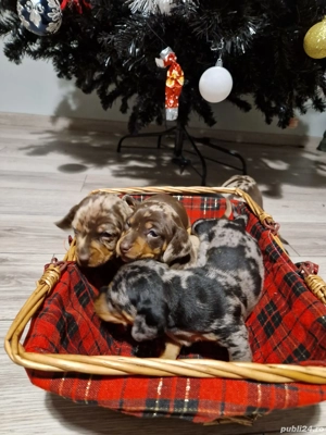 Catei Teckel Arlechin Arlequin      Pui de căței disponibili pentru rezervare  - imagine 5