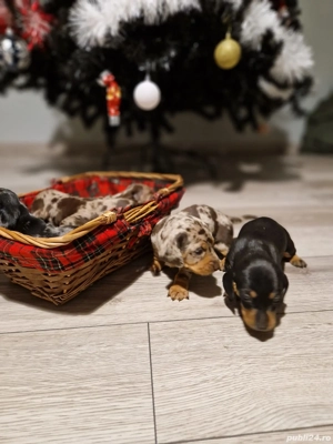 Catei Teckel Arlechin Arlequin      Pui de căței disponibili pentru rezervare  - imagine 2