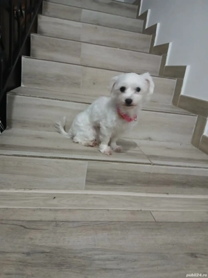Adoptie- Bichon maltez  - imagine 3