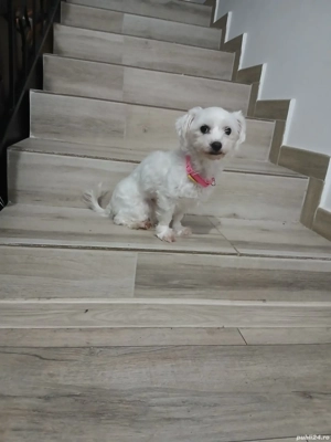 Adoptie- Bichon maltez 