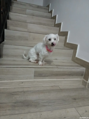 Adoptie- Bichon maltez  - imagine 2