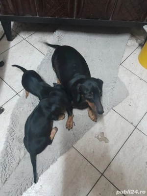 Catei teckel băieți  - imagine 5