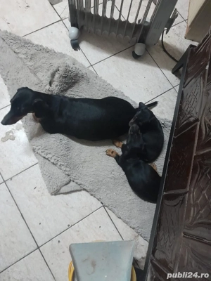 Catei teckel băieți  - imagine 4