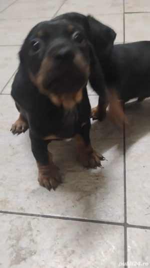 Catei teckel băieți  - imagine 3