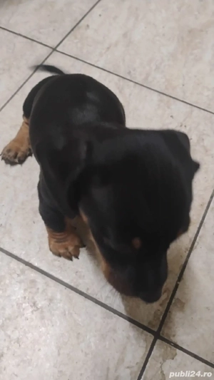 Catei teckel băieți  - imagine 2