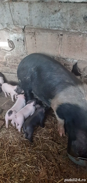 Vand scroafa cu purceii. - imagine 2