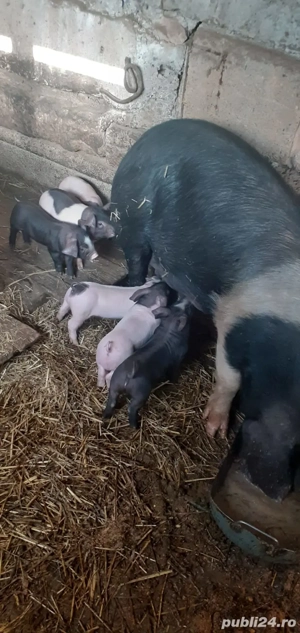 Vand scroafa cu purceii. - imagine 5