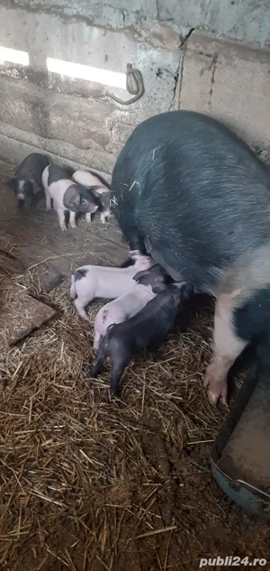 Vand scroafa cu purceii. - imagine 4