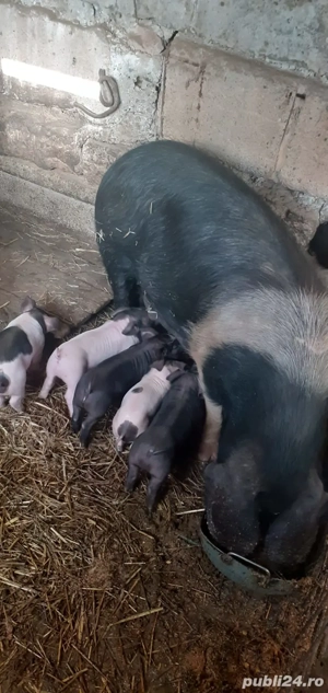 Vand scroafa cu purceii.