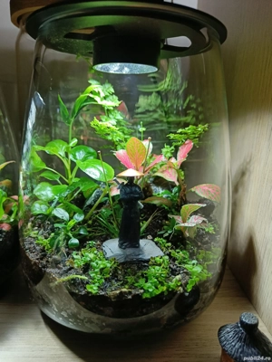 Terariu, aranjament floraral, cadou femei