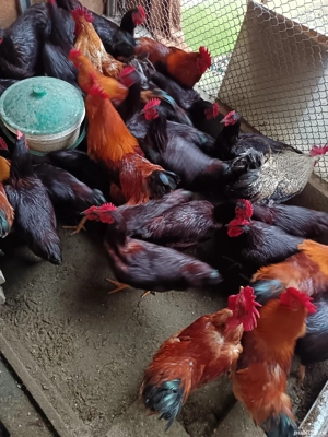 Vând cocosi Rhode island și new hampshire  - imagine 2