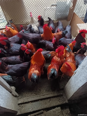 Vând cocosi Rhode island și new hampshire  - imagine 3