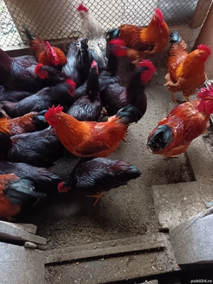 Vând cocosi Rhode island și new hampshire  - imagine 4