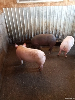 Disponibili 6 șoldanei - imagine 3