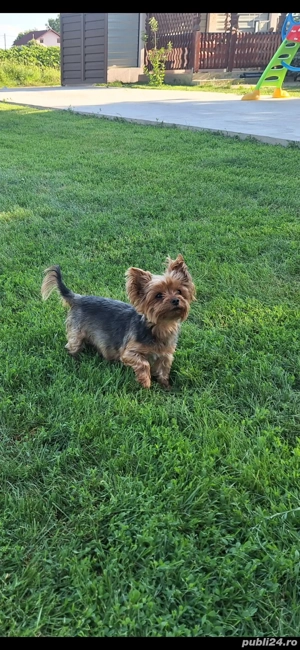 Yorksire terrier din parinti cu pedigree!