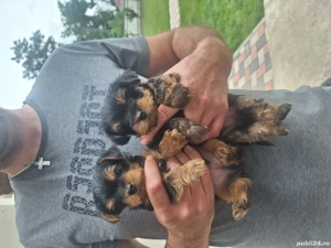 Yorksire terrier din parinti cu pedigree! - imagine 2