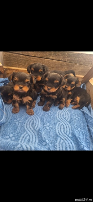 Yorksire terrier din parinti cu pedigree! - imagine 3
