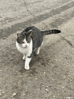 Pisici spre adopție responsabilă - imagine 2