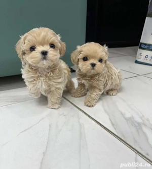Maltipoo Toy ,Exemplare desoebite ! 