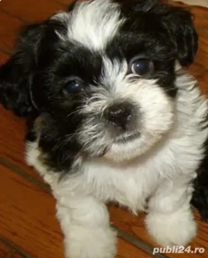 Bichon havanez fetițe și baietei 750 lei