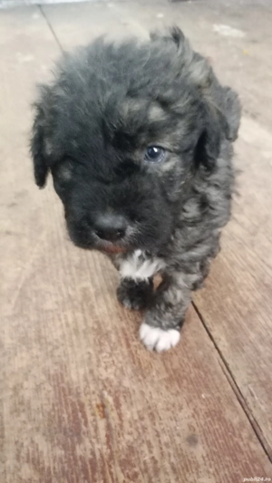 Pui bichon maltez metiș