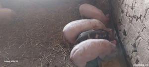 Vând purcei - imagine 2