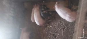 Vând purcei - imagine 3