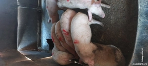 Vând grăsuni - imagine 2