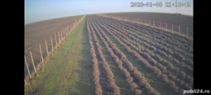 5000 m2 teren lavanda Corbu Constanta 