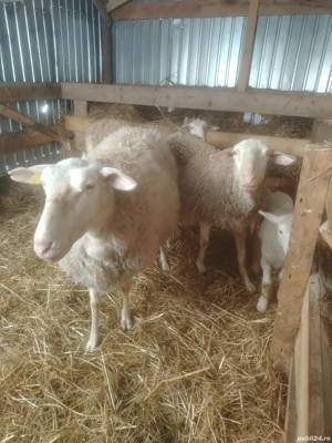 Vând 4 oi de lapte si o mieluta 