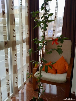 Pers. Fizica Vând apartament cu 3 camere Cetate locatie excelenta - imagine 4