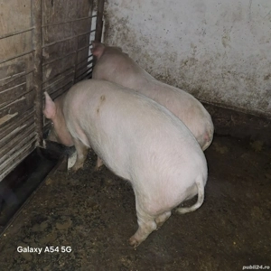 Porci de vânzare 