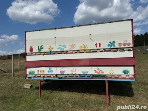 pavilion apicol 36 de lazi, panouri sandwich