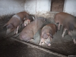 Vănd porc gras de 150 kg