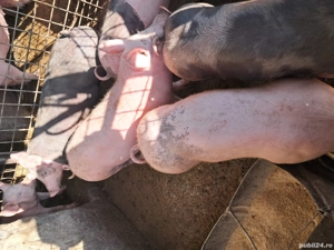 Purcei de vânzare. - imagine 4