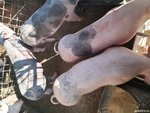 Purcei de vânzare. - imagine 2