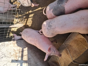 Purcei de vânzare. - imagine 3