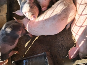 Purcei de vânzare. - imagine 5