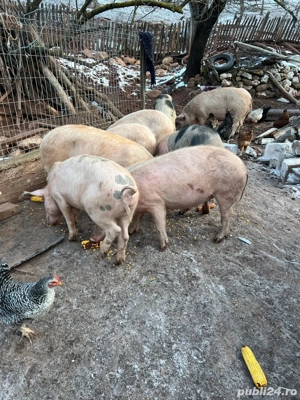 vand porci  - imagine 5