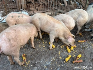 vand porci  - imagine 2