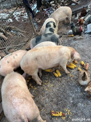 vand porci  - imagine 4