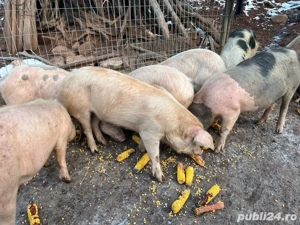 vand porci  - imagine 3