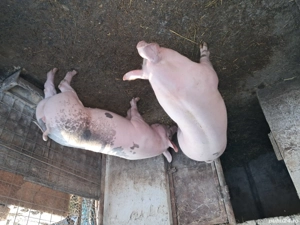 Purcei de vânzare. - imagine 3