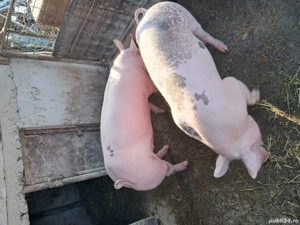 Purcei de vânzare. - imagine 5