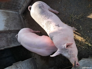 Purcei de vânzare. - imagine 4