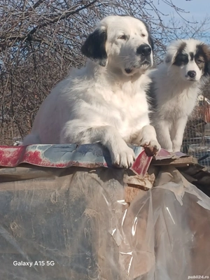 ciobanesc de bucovina  - imagine 3