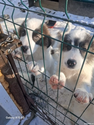 ciobanesc de bucovina  - imagine 4