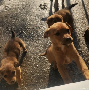 Câini spre adoptie - imagine 2
